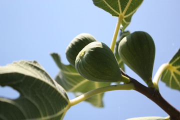 Obraz premium pianta di fico