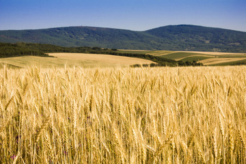 wheat field