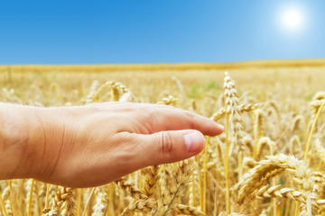 Agriculture