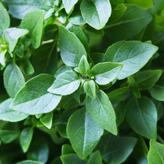Thai Basil