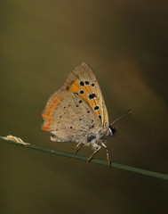 Obraz na płótnie Canvas Бабочка на травинке