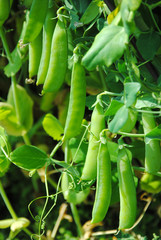 The  stems of peas