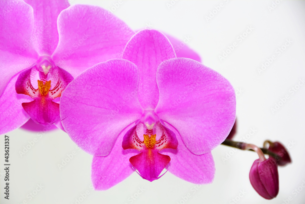 Wall mural beautiful orchid