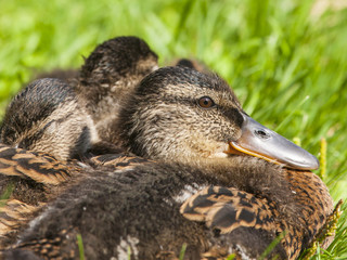 Cute ducklings on the grass