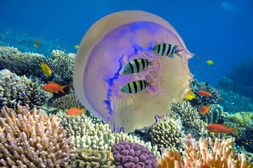 Fototapeta premium Shoal of fish and giant jellyfish