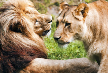 Romantic pair of lions