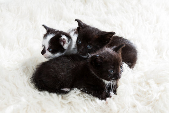 Curious group of kittens