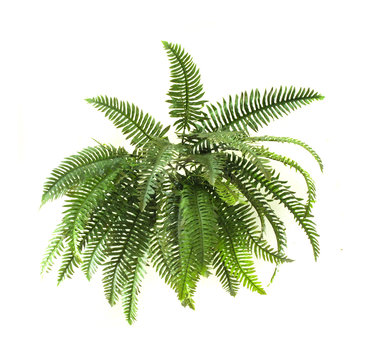 Green fern on white background