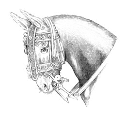 Drawing from L. Da Vinci : Horse head - 16th century
