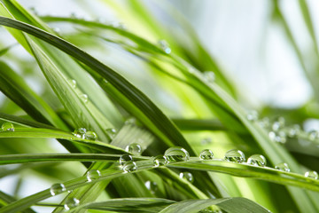 Obraz premium water drops on the green grass