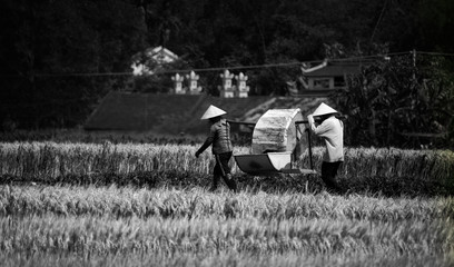 Obraz premium Vietnamese farmers