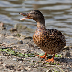 The duck grunts