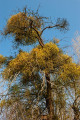 Fototapeta premium Misteln_2