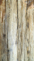 Деревянная поверхность, дуб