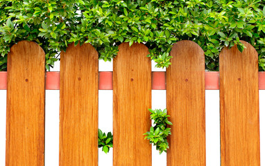 Wood fence and green bush