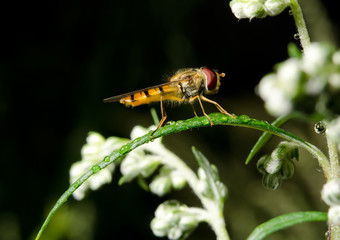 hover fly waiting for summer rain to end