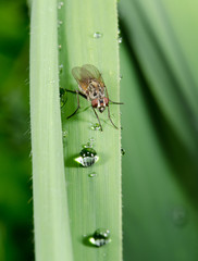vertical fly, reed grass, raindrops