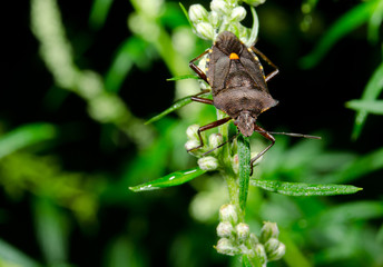 forest bug macro portrait