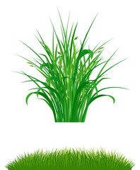 Obraz premium Grass