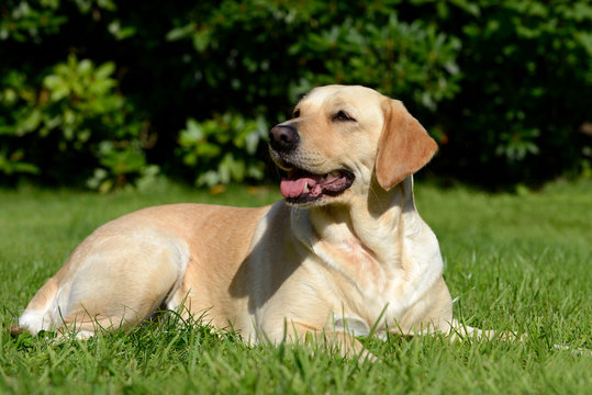 Hund auf der Wiese