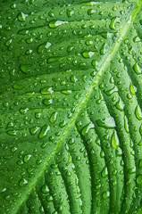 Wassertrofen auf Blatt