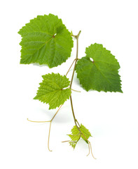 Grape vine