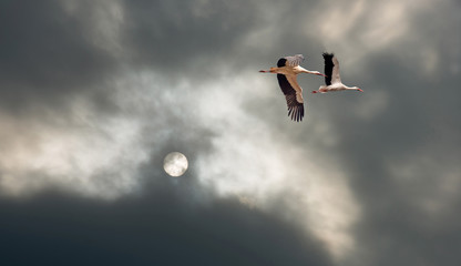 Storks flying in deteriorating weather