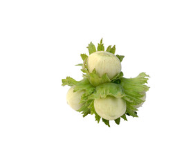 branch of hazelnut on white background