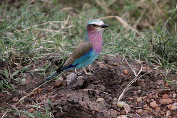 Afrikanischer Vogel