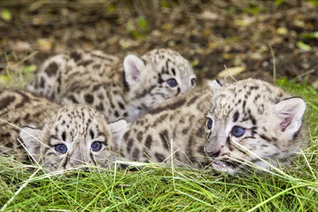 Naklejka na ściany i meble Paczka Snow Leopard (uncia uncia lub Panthera uncia) dzieci