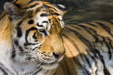 Fototapeta na wymiar Siberian lub Amur Tiger (Panthera tigris altaica)