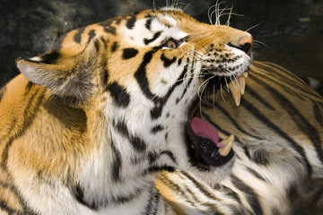 Siberian or Amur tiger (Panthera tigris altaica)