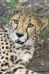 Cheetah or Gepard (Acynonyx jubatus) © belizar