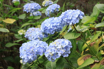 Blaue Hortensie