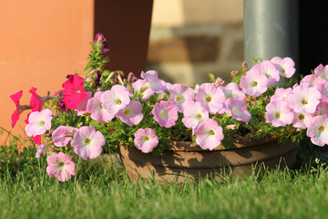 pink Petunia - Hängepflanze