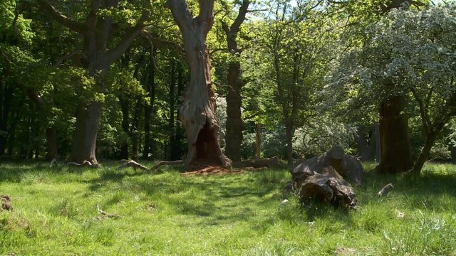 wald