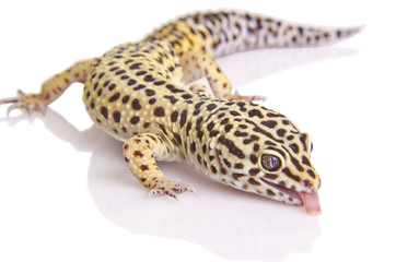 Gecko portrait closeup