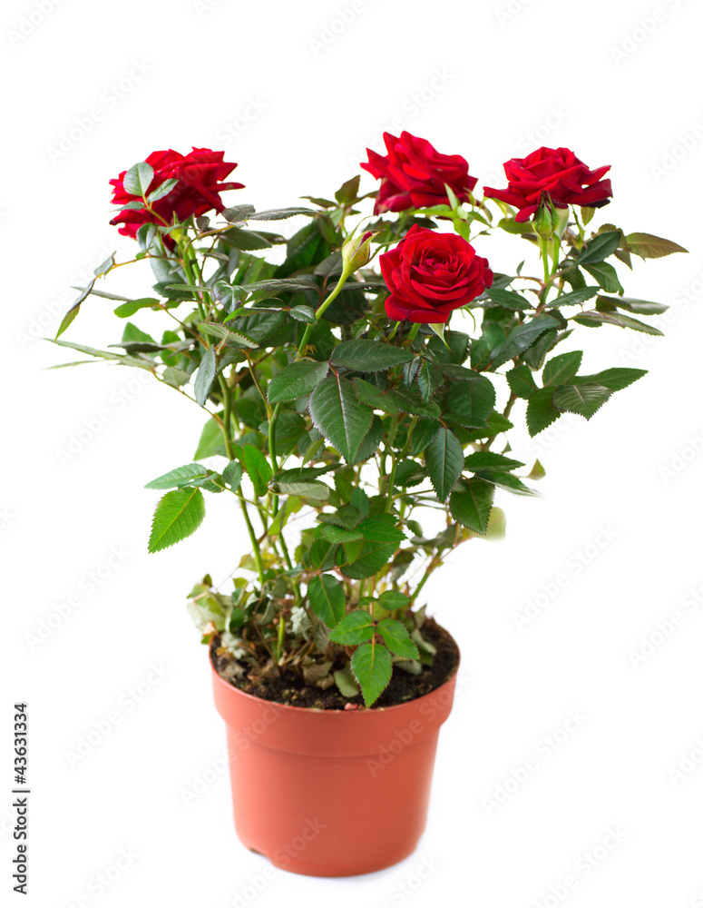 Poster Rose Flower growing in the Pot. Gardening