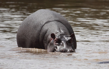 Fototapeta premium Hippo im Wasser