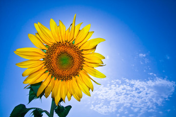 A single sunflower