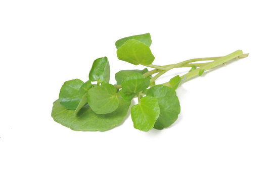watercress
