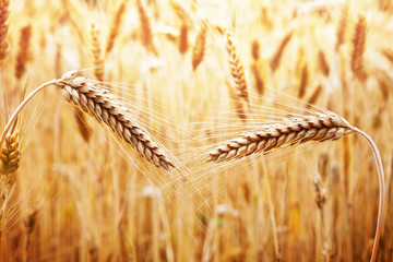 Field Of Wheat