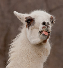 llama sticking out it's tongue © photobyjimshane