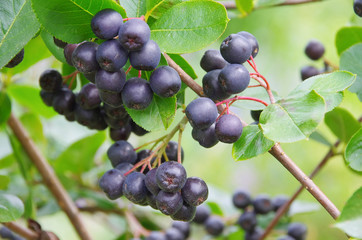 Apfelbeere - chokeberry 01