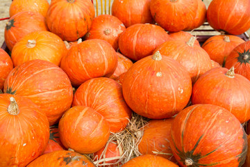 Pumpkins for sale