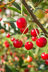 Red and sweet cherries on a branch