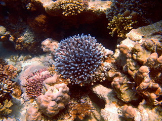 Naklejka na ściany i meble Stone coral, Red sea, Dahab