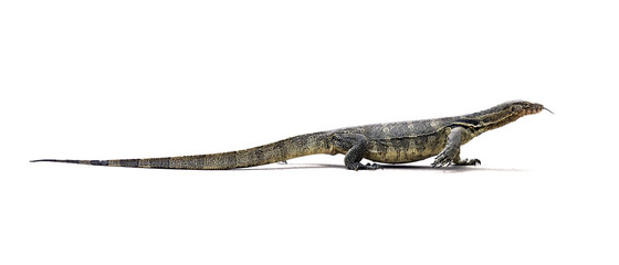 Obraz premium Asian Water Monitor Lizard (Varanus salvator)