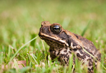 Close-up of a Cane toad (Bufo marinus) sitting in the grass.