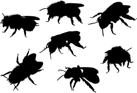 seven bee silhouettes